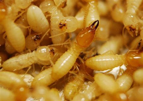 Termites in the Philippines: Preventing and Eliminating Infestations.